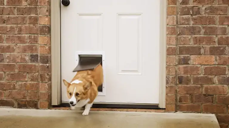 How Much Is A Doggy Door | Guide to Doggy Door Costs, Types, and Selection